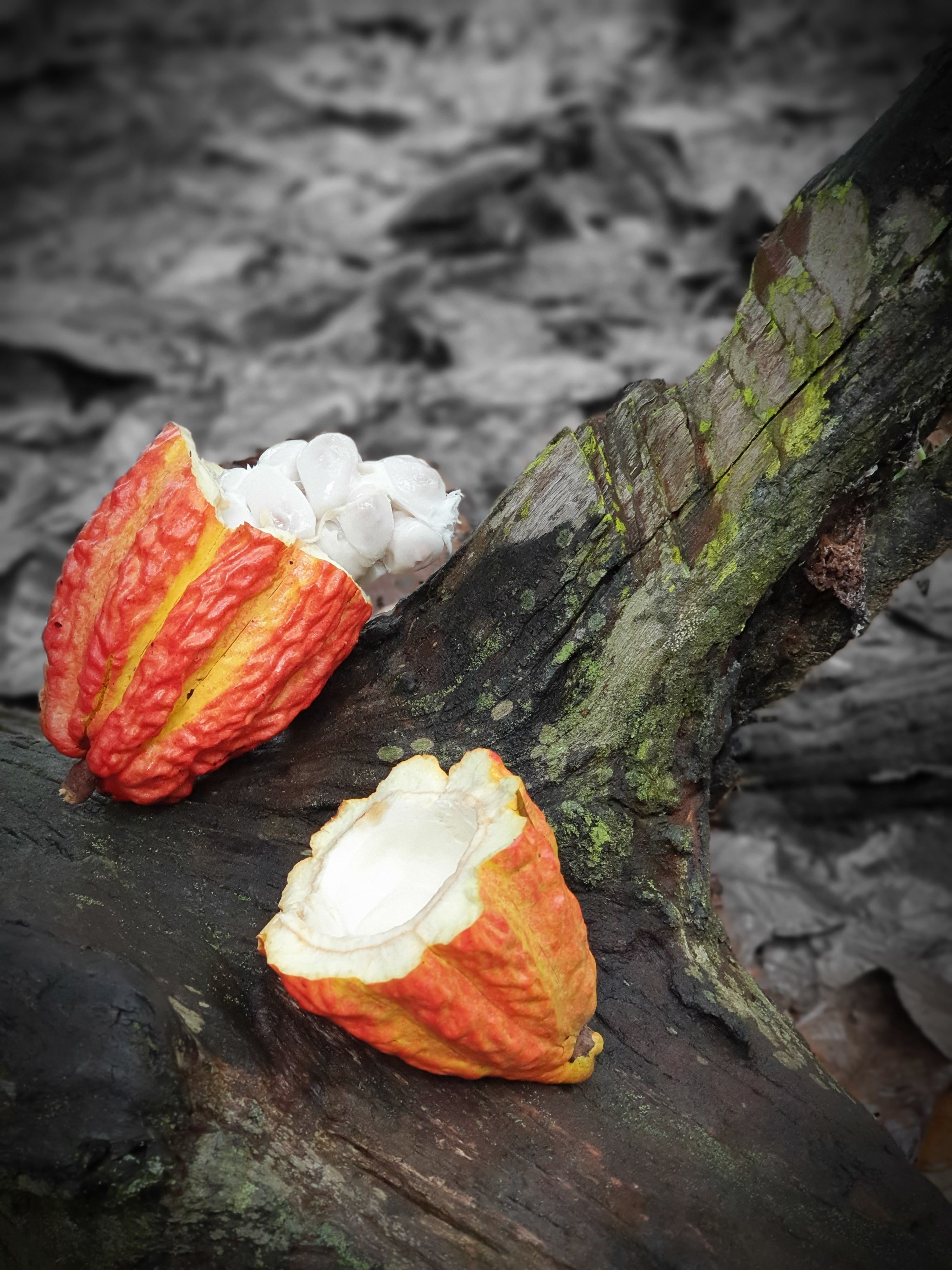 SUCCO DI CACAO: Pacha de Cacao